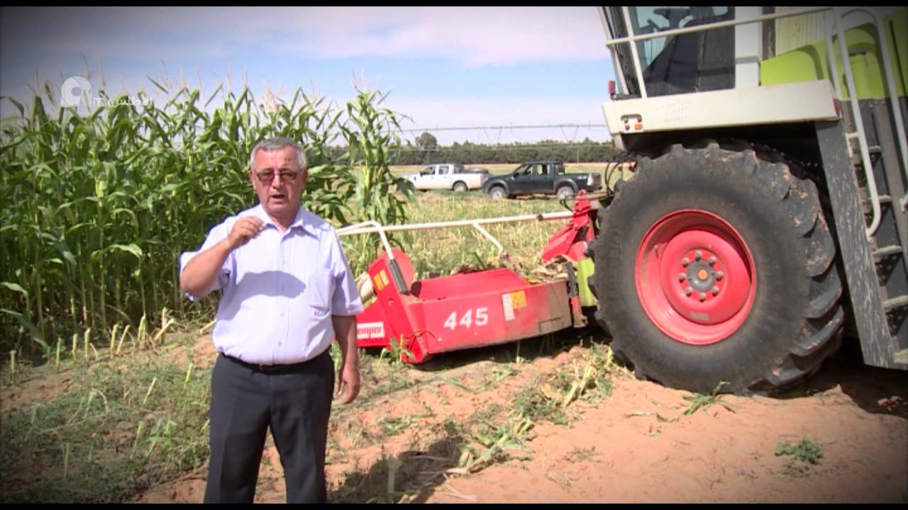الجزائر : الأخضر الدائم، جني التمور و انتاج الفول السوداني في غرداية