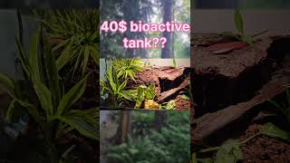 Celebrity Budget Bioactive Leopard Gecko Tank!!! #budget #budgetfriendly #leopardgecko #gecko #pets #reptiles Net Worth