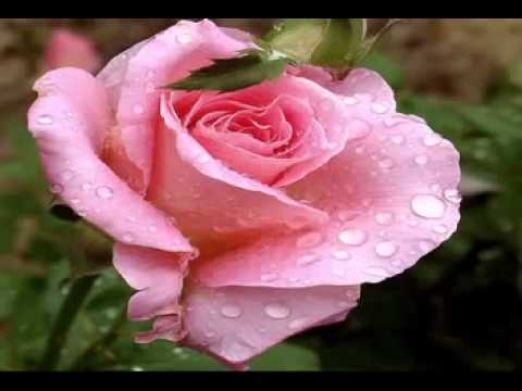 ყინვის ყურძნის მტევნები მელოდია