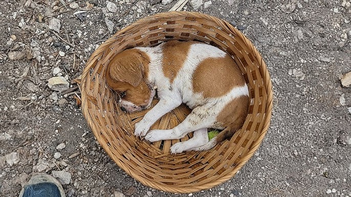 Made him a toy for their son, the poor puppy cried loudly for 2 days with a shattered body