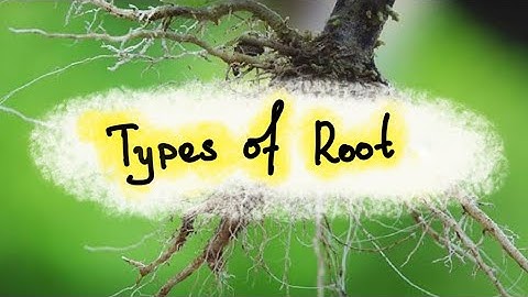 Types of Root | Tap root Vs Fibrous root | Learn to Remember