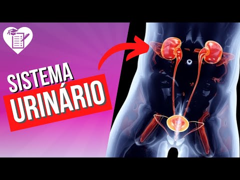 hqdefault - Sistema Urinário