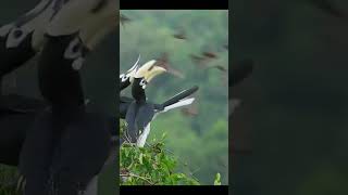Toucan Tango: Snatching Supper from the Bat Brigade! #BatBrigade #WildlifeEncounter