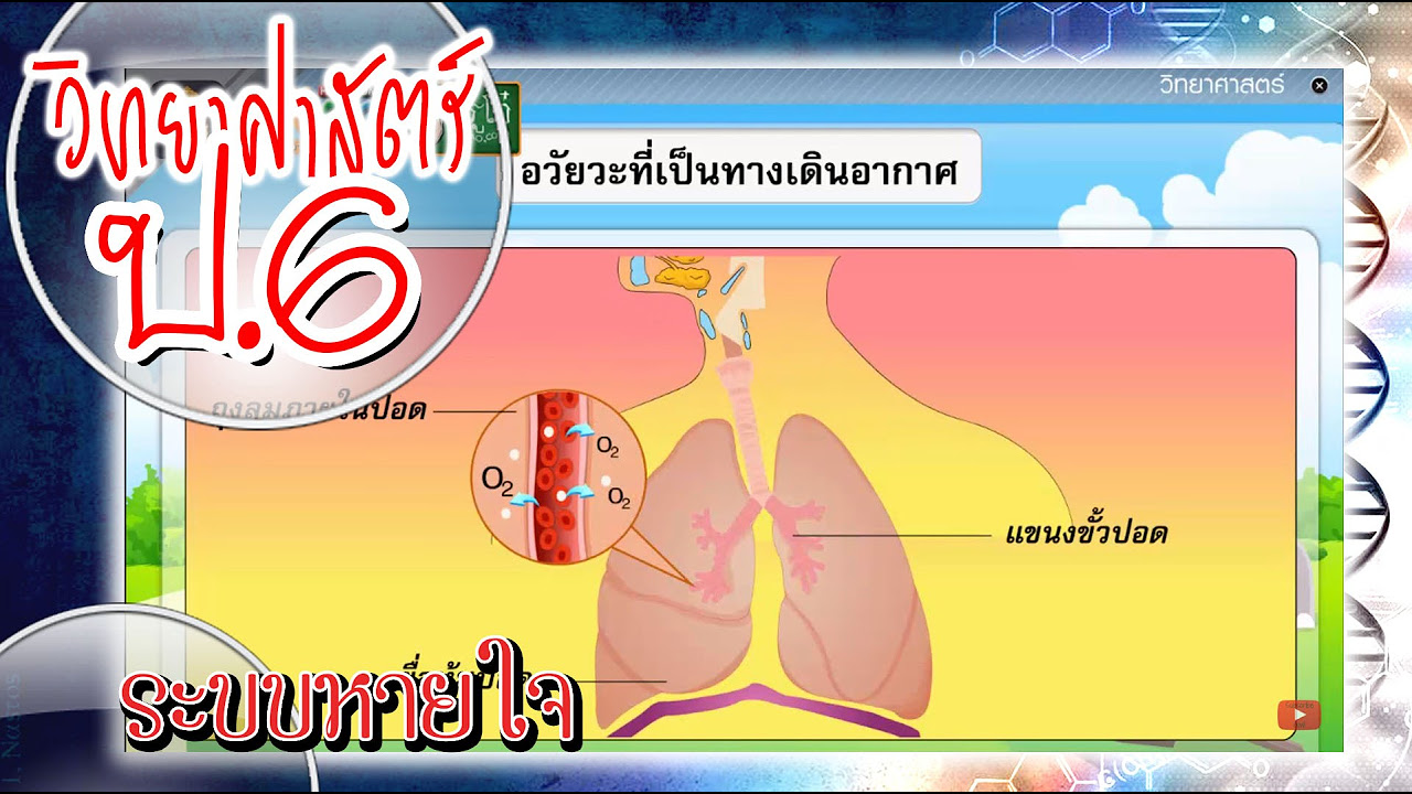 ระบบย่อยอาหารมีความสําคัญอย่างไร  2022  ระบบหายใจ - วิทยาศาสตร์ ป.6