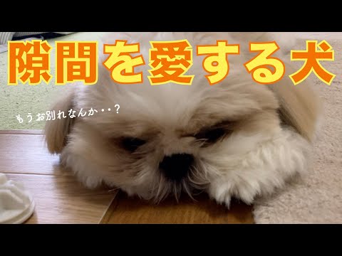 【シーズー】隙間を愛するシーズー犬。【026】