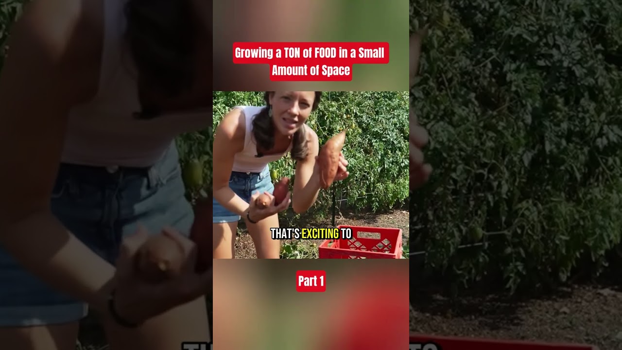 Growing a TON of FOOD in a Small Amount of Space | Part 1 