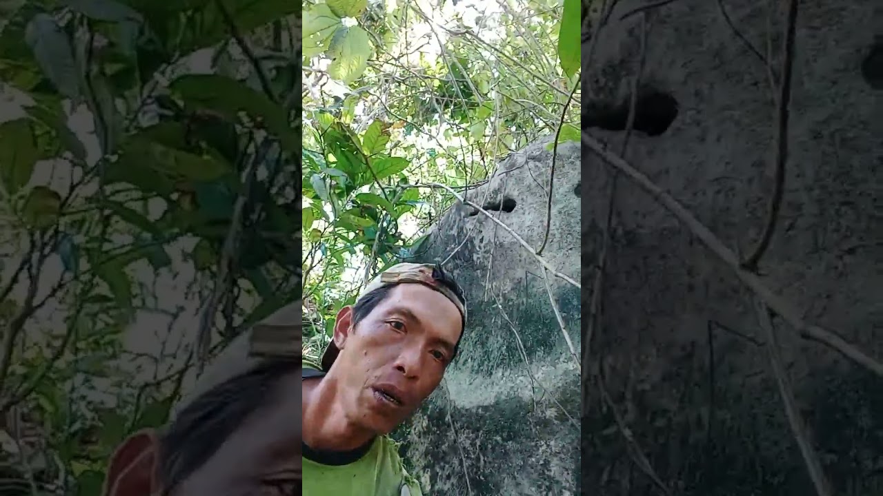 toke di batu besar menyeramkan#jejakpetualang #alamliar #gecko #fypyutube