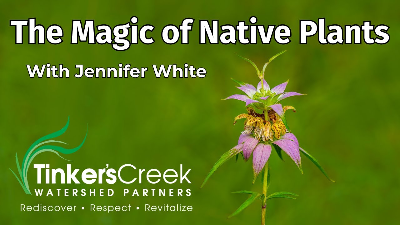 The Magic of Native Plants with Jennifer White