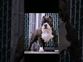 Pitbull #attitude#short🤬🤬⚡⚡👿👿