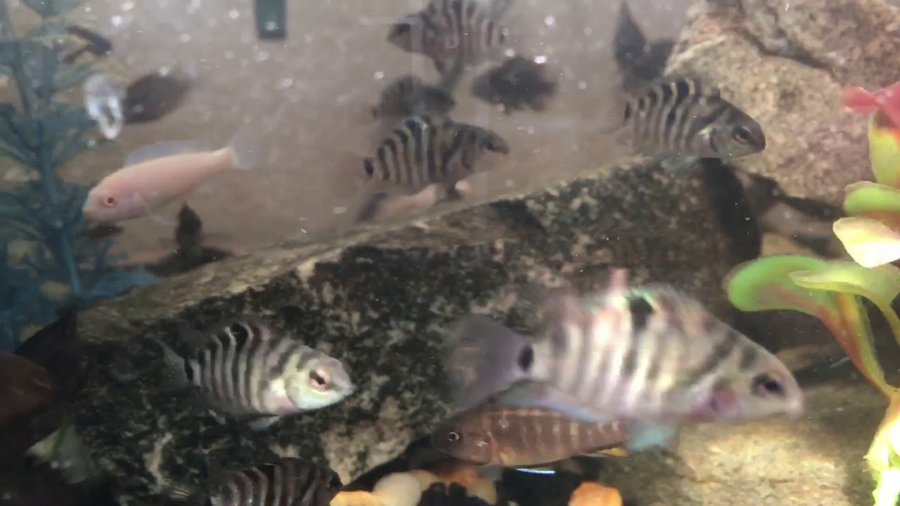 camera iphone 8 plus apk Fry Grow Out Tank!