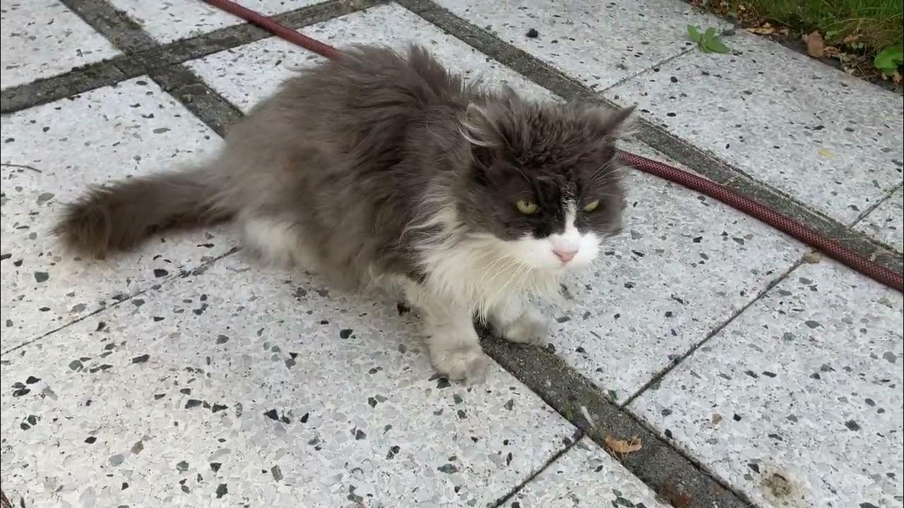 De kat van de buren YouTube