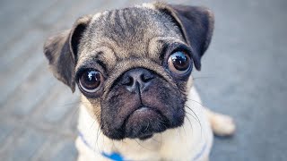 Doggy