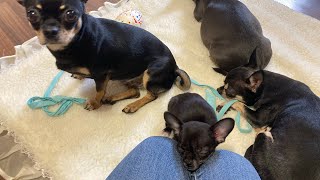 видео: 30.10.25 будни нашего маленького питомника чихуахуа #влогикаждыйдень #влог #vlog  картинка: 30.10.25 будни нашего маленького питомника чихуахуа #влогикаждыйдень #влог #vlog