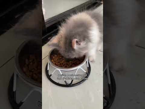 Berapa kali kasih makan kucing dalam sehari ? Tonton video ini