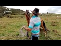 El Domador · Tyrion · ¿Cómo enseñar a cabrestear a un caballo? · 4K