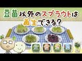 豆苗以外のスプラウトは再生できる？【村上農園 自由研究部】