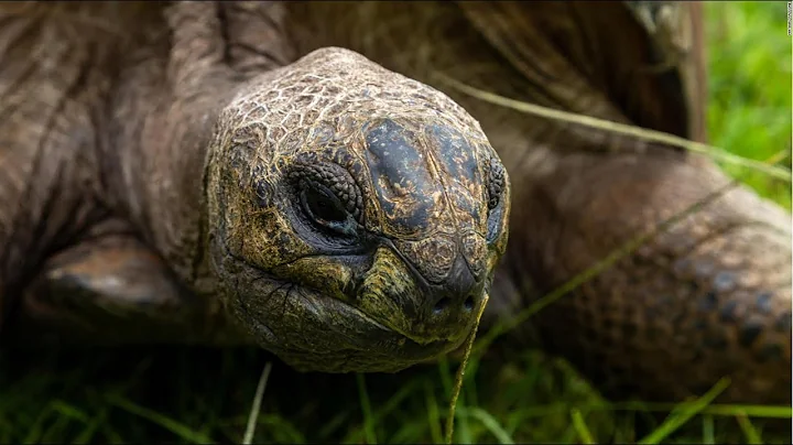 Meet 190-year-old Jonathan, the world's oldest-ever tortoise - DayDayNews