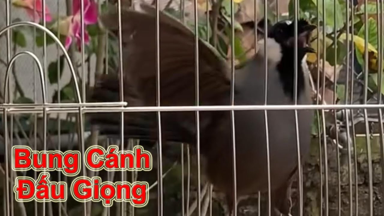 Khướu Bung Cánh Đấu Giọng – Căng Như Dây Đàn