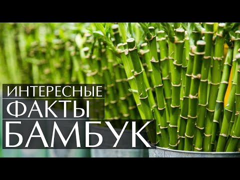 Video: Бамбук канчалык тез өсөт?