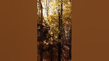 Thumbnail of Escape – Soothing Acoustic Instrumental #Shorts #AcousticMusic #CinematicMusic