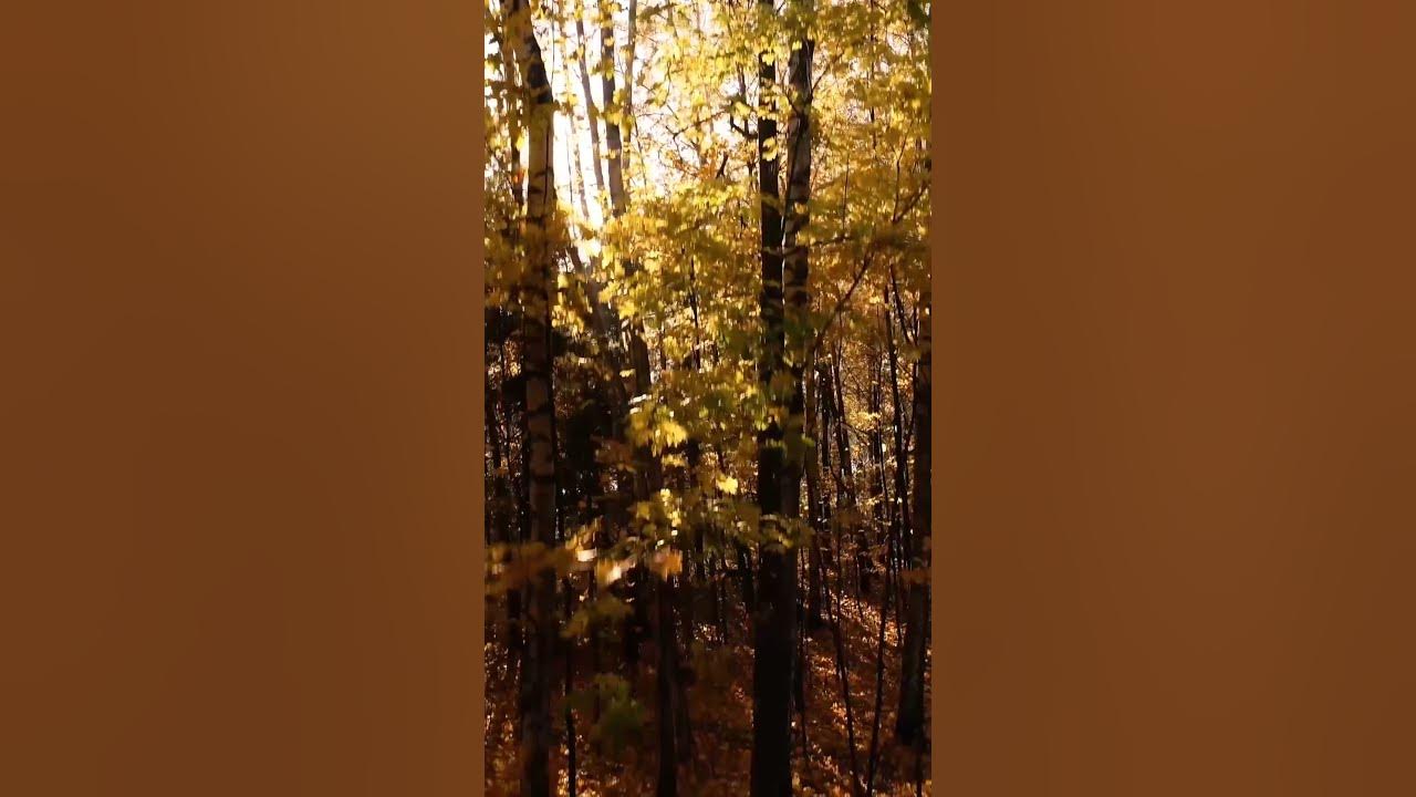 Escape – Soothing Acoustic Instrumental #Shorts #AcousticMusic #CinematicMusic