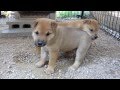 かわいい子犬の喧嘩