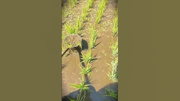 simple smart tool made by village farmers to clean up weeds #shorts