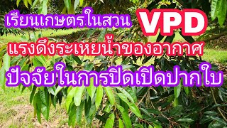 LP-EP86 เรียนเกษตรในสวน แรงดึงระเหยน้ำของอากาศ VPD  ปัจจัยที่มีผลต่อการปิดเปิดปากใบของพืช