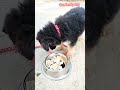 Roti Milk for German Shepherd Puppy #ytshorts #dailyvideo #dog #youtubeshorts #shorts