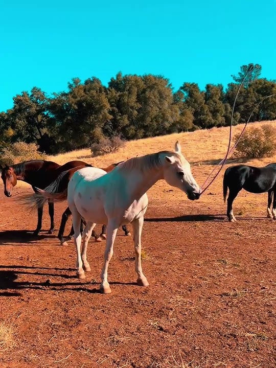 Rashid The Trick Horse!!! Horses Honor’s Ranch #arabian #horseshonor #horse #rope #myincrediblepet