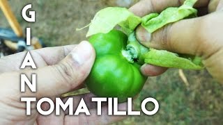 Growing Giant Tomatillos - from seed to harvest!