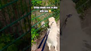 Golden Retriever meets a Wolf