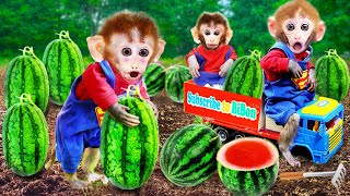 Monkey Baby Bonbon harvest watermelons with dad in the garden | Funny Animals Video