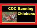 CDC Just Notified Me Our Chickens Are A Threat To Public / Off Grid Living In A Tiny House Homestead