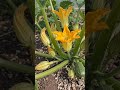 #Pumpkin #Seed #Flower #Farm #Nature #Village #Garden #Growth #Harvest #AIvideo #FarmingStory