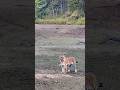Tiger and deer बाघ और हिरन #tiger#deer#youtubeshorts  #shorts #viralvideo#viralreels #viralshorts