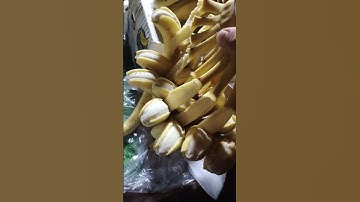 Nhấc nải chuối lên mà quả lại rụng hết