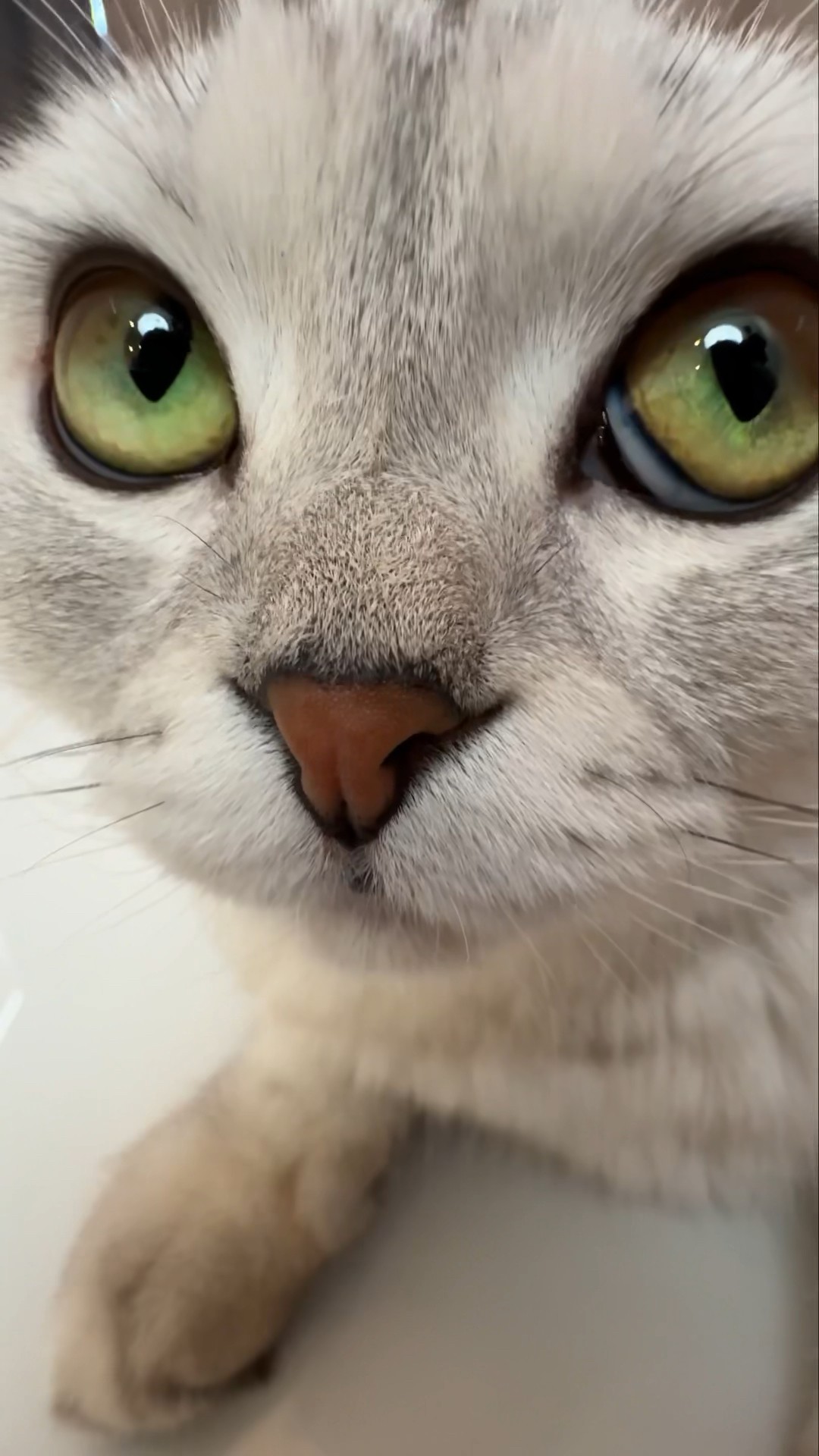 HELP! #cat #cats