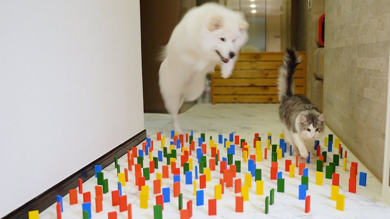 A Compilation of Dogs Afraid to Cross the Path of a Cat