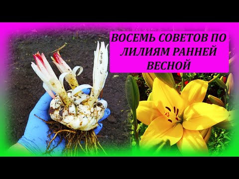 Видео: Уход за лилиями ежевики - Советы по выращиванию лилий ежевики