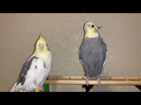 Cockatiel plays peekaboo