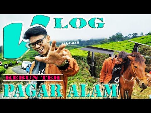 pagar-alam-sejuta-warna-||-vlog-nusantara-kebun-teh-pagar-alam