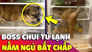 Bé cún chui vào 'TỦ LẠNH' ngủ cho mát khiến Sen 'BẤT LỰC' vì tiền điện tháng này lạ lắm 🤣 Gâu Đần