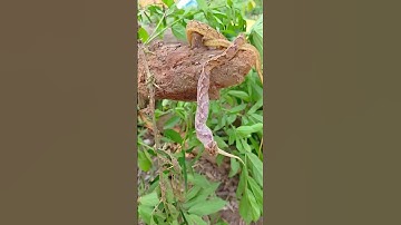 Snake Hanging on Tree Branch with Its Prey – Stunning Wildlife Scene! #shorts #yt #snacks #wildlife