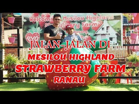 Jalan-Jalan Di Mesilou Highland Strawberry Farm Ranau ...