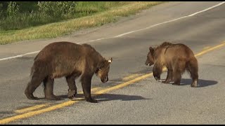 Aggressive male grizzly bear gets snarky with a female grizzly.