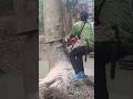 the most dangerous lumberjack tree feeling skills Technique #shortvideo #woodworking #chainsaw