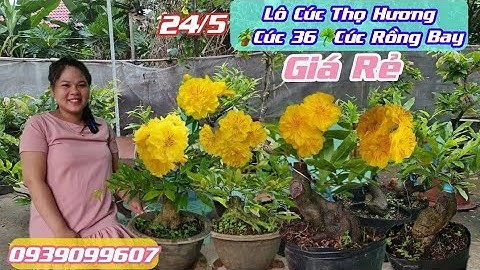 Chào Bán 24/5🌟Lô Mai Cúc Thọ Hương☘Cúc 36🌱Cúc Rồng Bay😊Thúy Hằng📲0939099607💫CS Cần Thơ HG