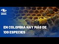 Día Mundial de las Abejas: sin ellas, el mundo duraría solo algunos años