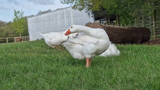 Rescued geese enjoying sanctuary life
